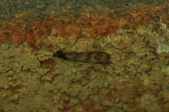 Mystacides interjectus