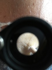 Panellus pusillus