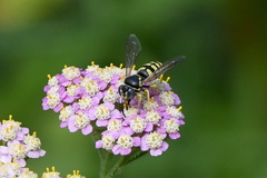 Bicyrtes capnopterus