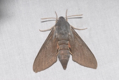 Hyles vespertilio