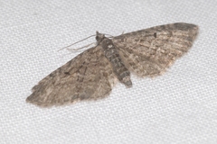 Eupithecia lariciata