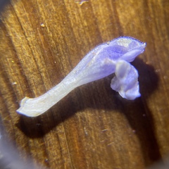 Scutellaria saxatilis