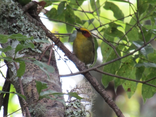 Golden-browed Warbler (Basileuterus belli), photo 10