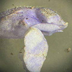 Scutellaria saxatilis