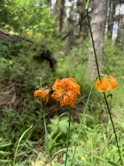 Lilium parvum