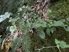 Scutellaria saxatilis