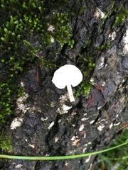 Panellus pusillus