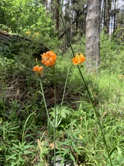 Lilium parvum