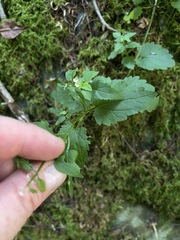 Scutellaria saxatilis
