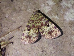 Glenopteris oculifera