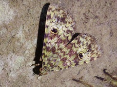 Glenopteris oculifera