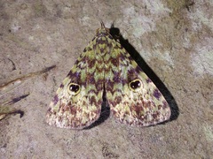 Glenopteris oculifera