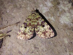 Glenopteris oculifera