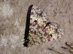 Glenopteris oculifera