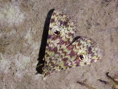 Glenopteris oculifera