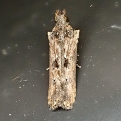 Prostomeus brunneus