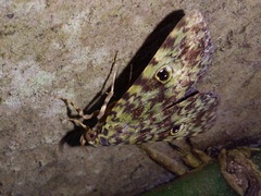Glenopteris oculifera