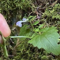 Scutellaria saxatilis