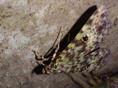 Glenopteris oculifera