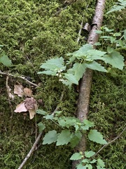 Scutellaria saxatilis
