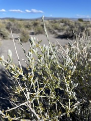 Tetradymia tetrameres
