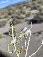 Tetradymia tetrameres