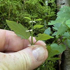 Scutellaria saxatilis