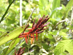 Aechmea tillandsioides