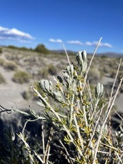 Tetradymia tetrameres