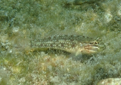 Coryphopterus dicrus