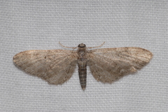 Eupithecia lariciata