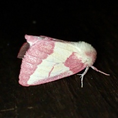 Hyparpax aurora