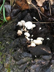 Panellus pusillus