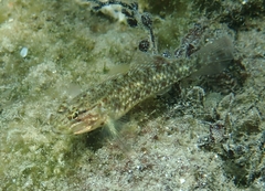 Coryphopterus dicrus