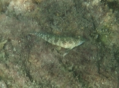 Malacoctenus macropus