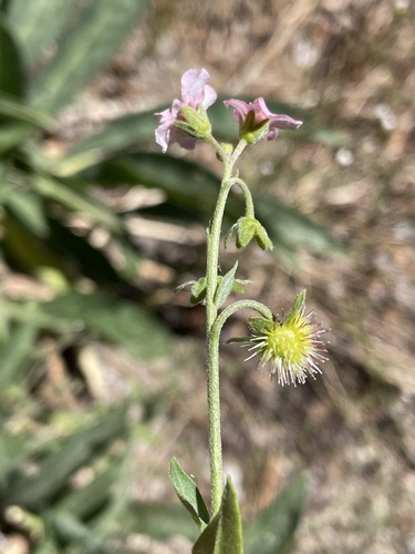 Image of Hackelia mundula by (c) Matt Berger, some rights reserved (CC BY)