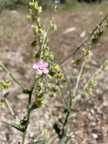 Image of Hackelia mundula by (c) Matt Berger, some rights reserved (CC BY)