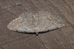 Horisme calligraphata