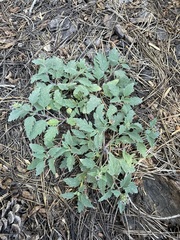 Phacelia hydrophylloides