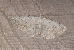 Horisme calligraphata