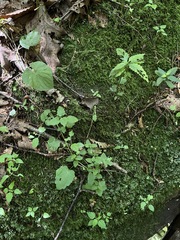 Scutellaria saxatilis