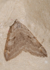 Aplocera efformata
