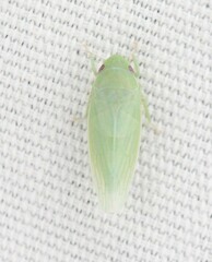Gyponana angulata