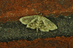 Lygropia rivulalis