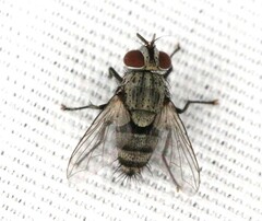 Microphthalma disjuncta