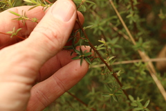 Leptospermum microcarpum