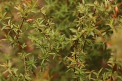 Leptospermum microcarpum