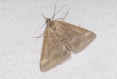 Pyrausta aerealis