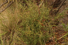 Leptospermum microcarpum