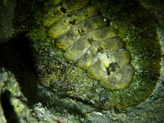 Acanthopleura gemmata